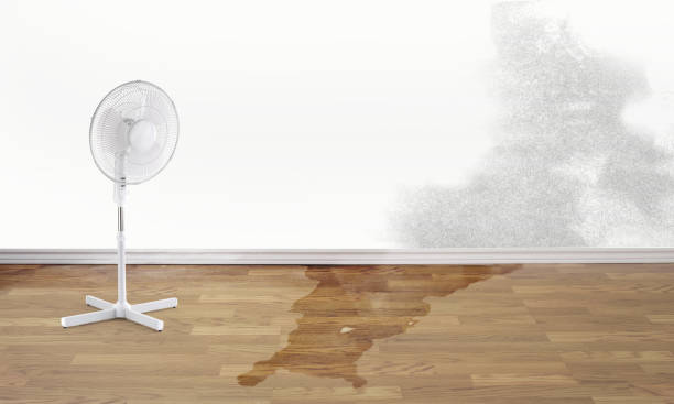 Best Water damage contractors near me  in San Carlos Park, FL