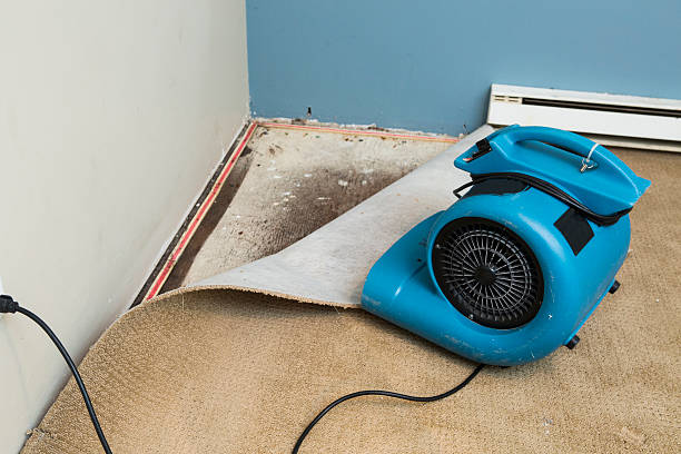 Best Water damage cleanup near me  in San Carlos Park, FL